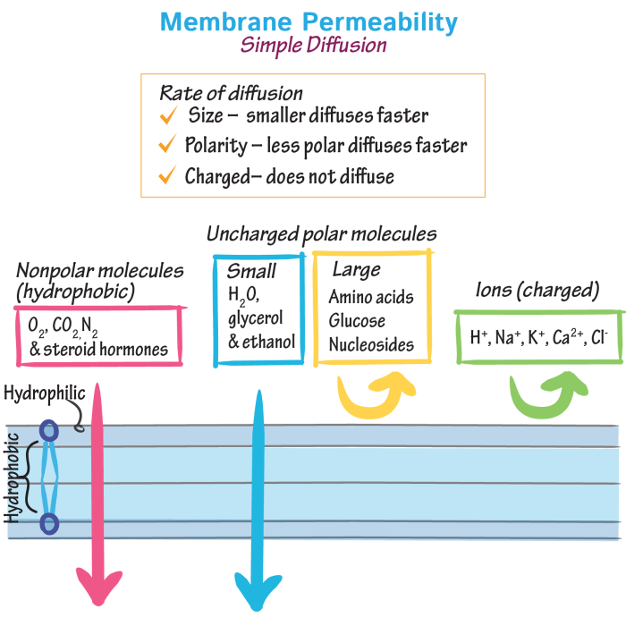 Match the following solutes with their membrane permeability status.