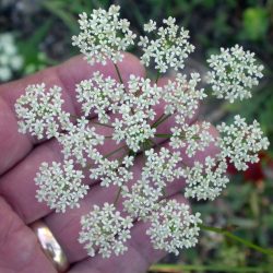 Queen anne's lace vase life