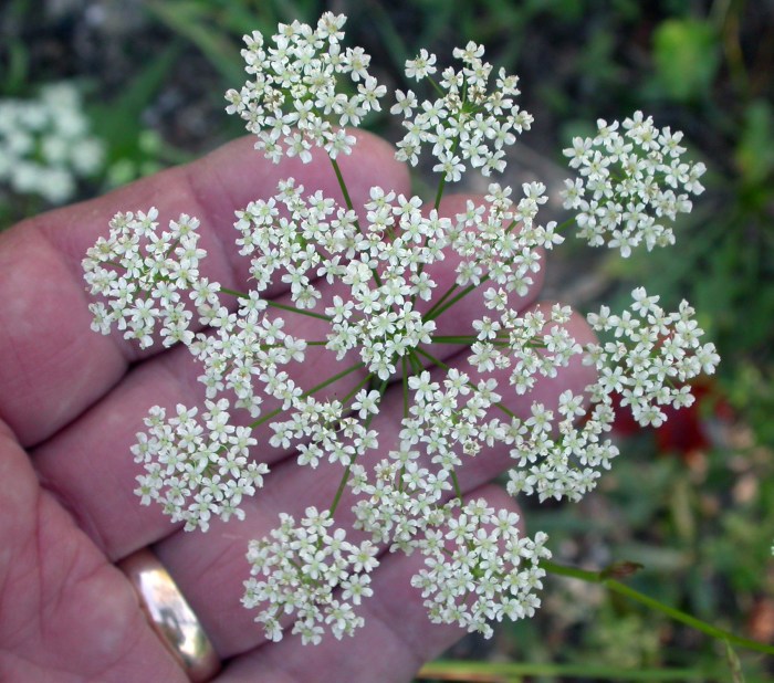 Queen anne's lace vase life