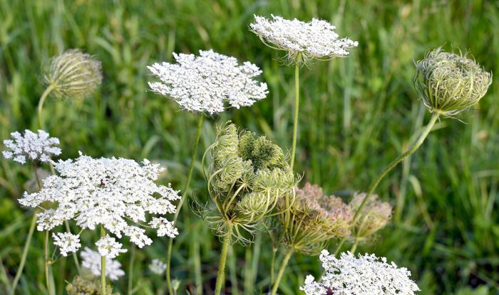 Queen anne's lace vase life