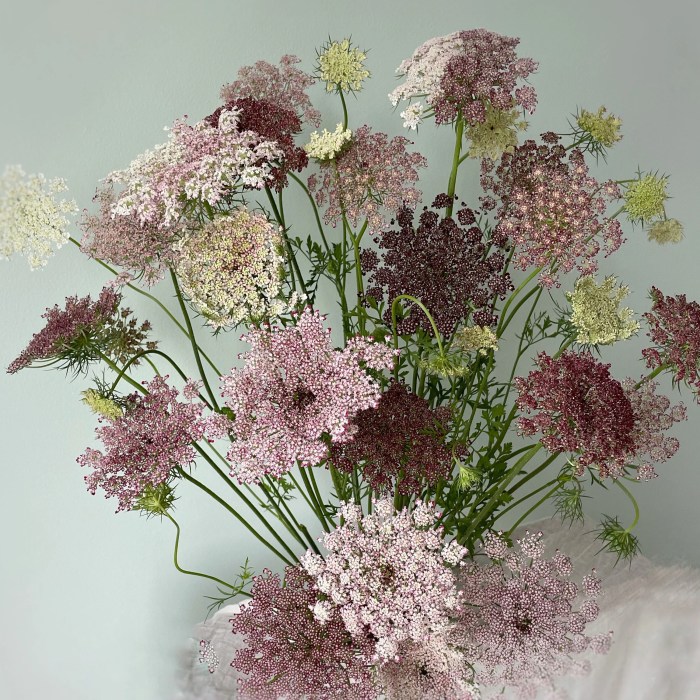 Queen anne's lace vase life