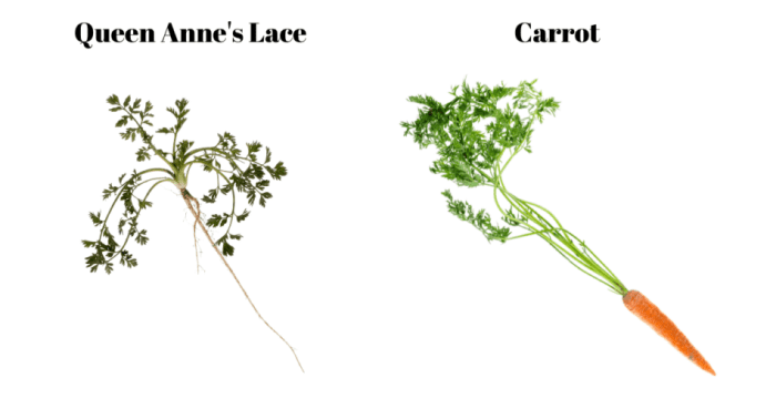 Hemlock poison annes carrot advancedturf