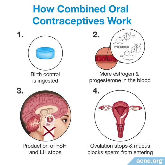 Endocrinology learn how contraceptives work