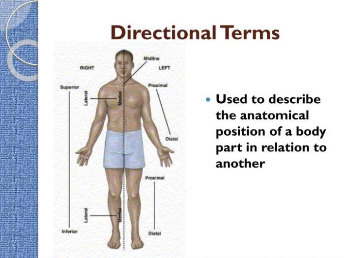 The body structure and directional terminology chapter 2