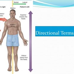 Directional worksheet anatomy physiology planes