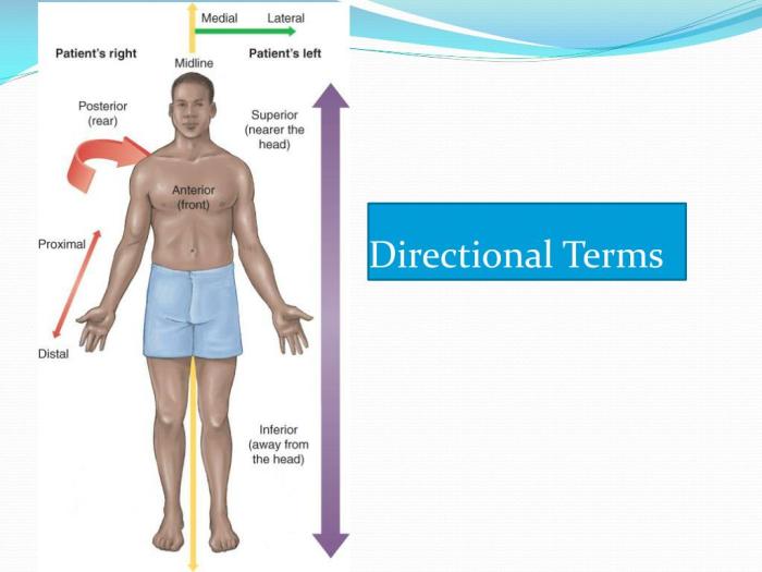 Directional worksheet anatomy physiology planes