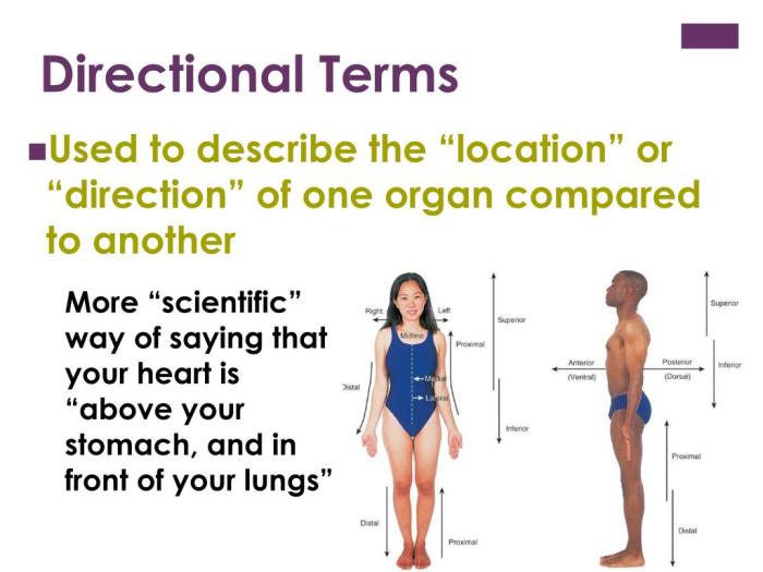 The body structure and directional terminology chapter 2