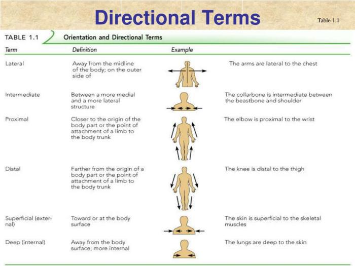 Study directional studylib