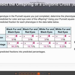 Punnett square part answer questions use using make completed predictions solved transcribed text show