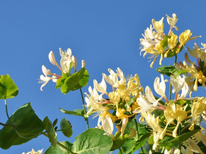 Flowering vine that is also a term of endearment