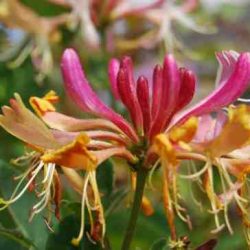 Flowering vine that is also a term of endearment