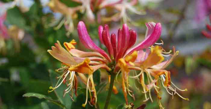 Flowering vine that is also a term of endearment