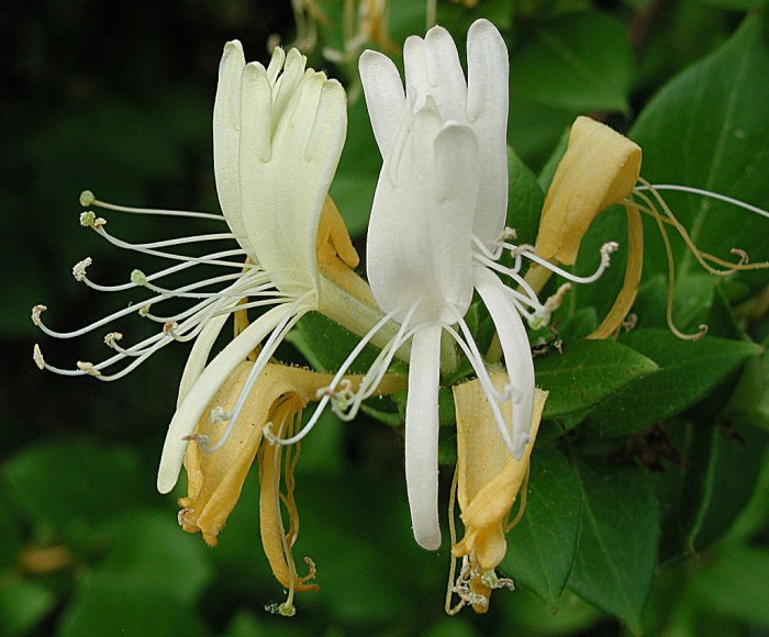 Honeysuckle honey flower meaning