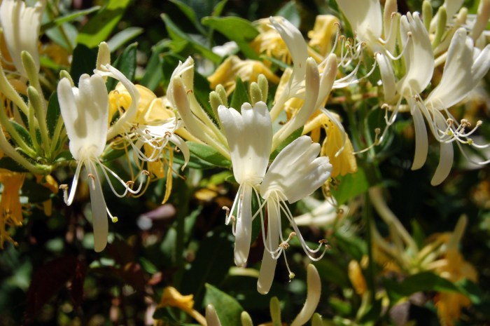 Honeysuckle blooms pics4learning