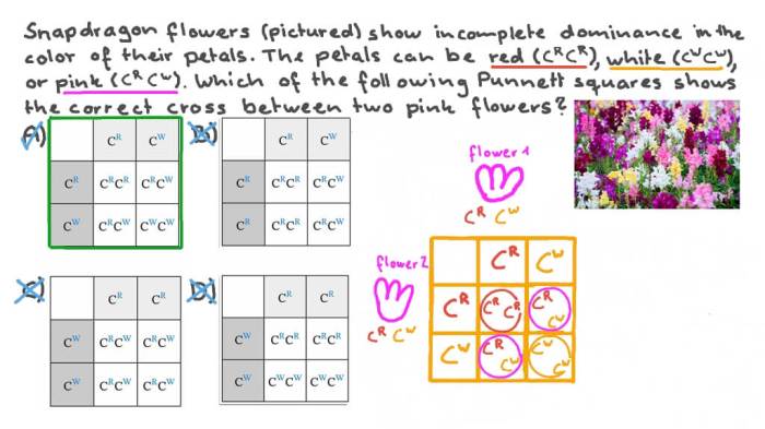 Refer to the partially completed punnett square